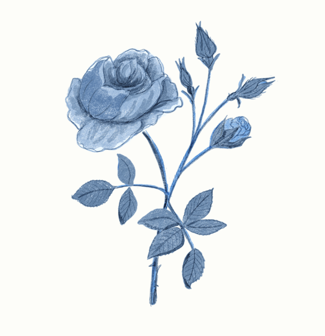 English rose - concept illustration